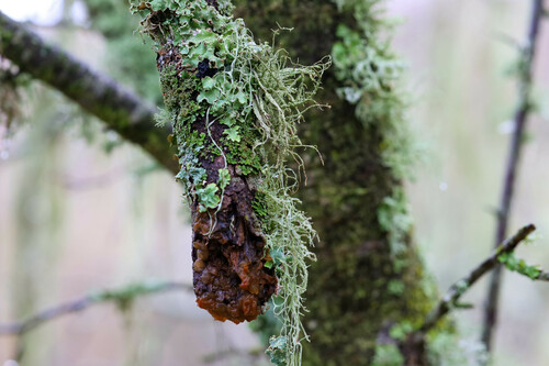 iNaturalist observation photo of Farinose Cartilage Lichen