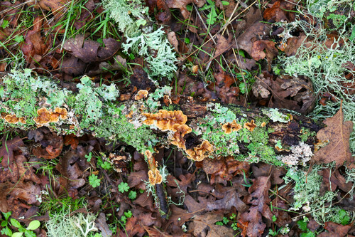 iNaturalist observation photo of Stereum