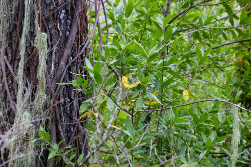 iNaturalist observation photo of California bay