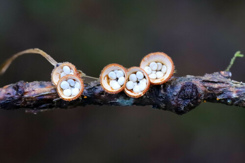 iNaturalist observation photo of common bird's nest fungus