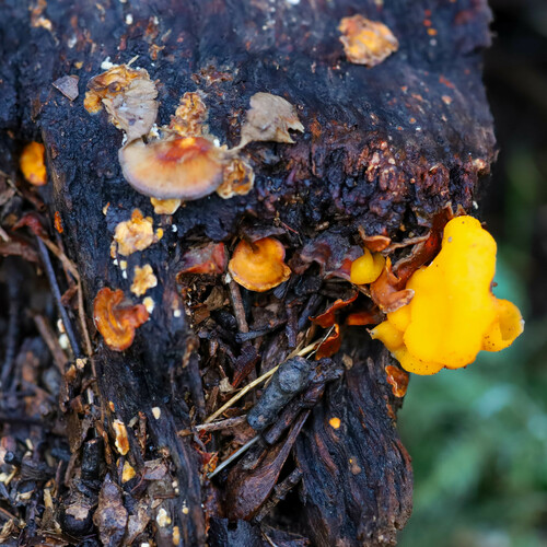 iNaturalist observation photo of golden ear