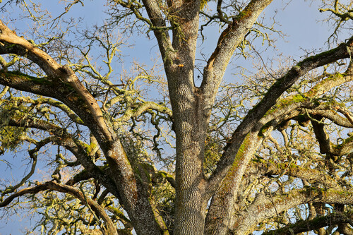 iNaturalist observation photo of blue oak