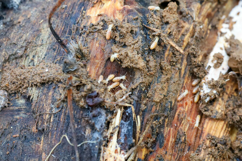 iNaturalist observation photo of Western Subterranean Termite