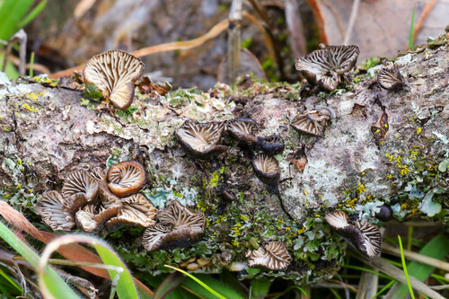 iNaturalist observation photo of Shadowy Oysterling