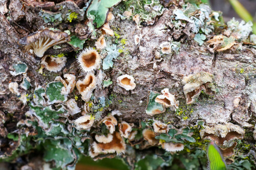 iNaturalist observation photo of Stereum ochraceoflavum