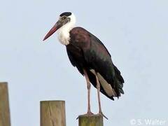 Woolly-Necked Stork photo 1