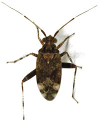 Chinamiris muehlenbeckiae