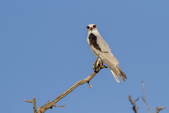 Letter-Winged Kite photo 5