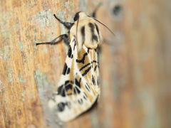 Hypercompe nemophila