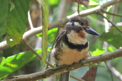Hypnelus ruficollis
