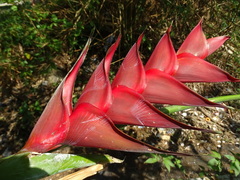 Heliconia caribaea