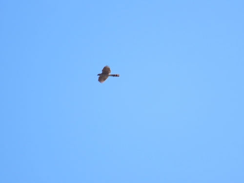 Gundlach's Hawk (Astur gundlachi), photo 7