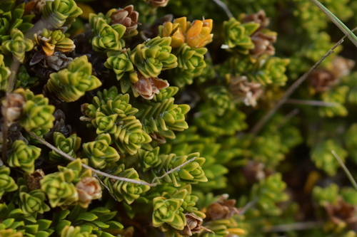 Veronica densifolia, photograph 1