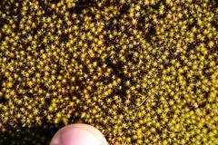 Hypodontium pomiforme