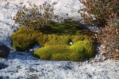 Hypodontium pomiforme