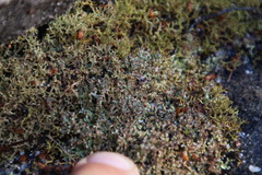 Cladonia subpungens