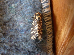 Hypercompe theophila