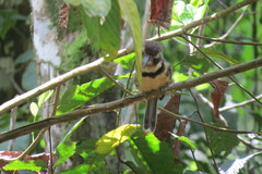 Hypnelus ruficollis