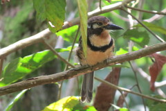 Hypnelus ruficollis