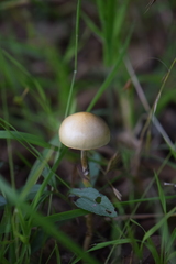 Protostropharia
