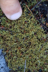 Cladonia subpungens
