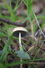 Protostropharia