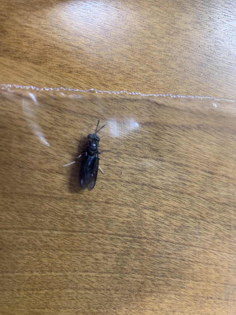 Black Soldier Fly from Stony Brook Rd, Montville, NJ, US on March 04