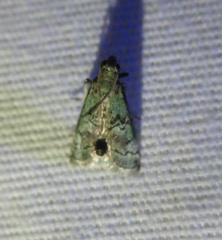 Cacotherapia flexilinealis