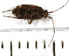 Chinamiris muehlenbeckiae