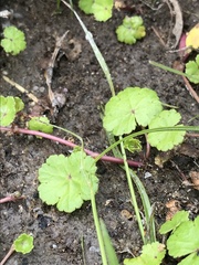 Hydrocotyle sibthorpioides