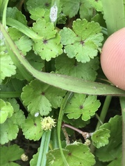 Hydrocotyle sibthorpioides