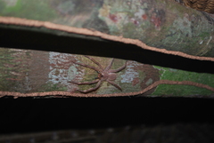 Phoneutria boliviensis