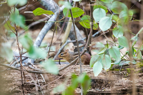 Eastern Chipmunk photographed in Tennessee