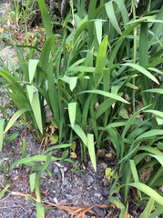 Crocosmia