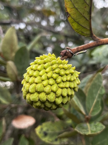 Annona tomentosa observed 2023-03-11