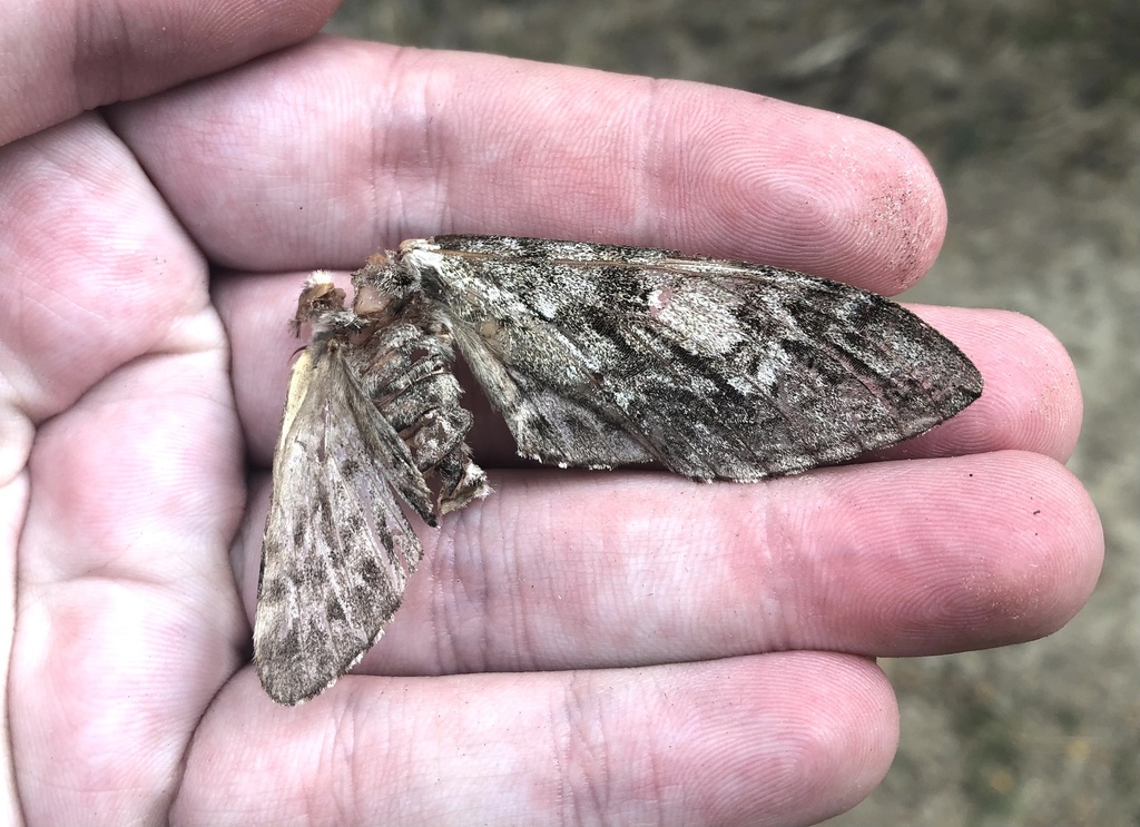 Waved Sphinx from Starr County, US-TX, US on March 6, 2023 at 08:52 AM ...