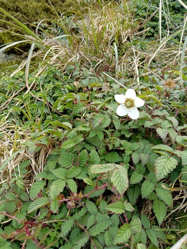 Rubus croceacanthus iNat (2)