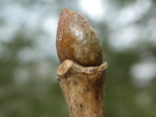 Tilia americana