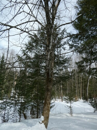 Tilia americana