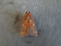 Melese flavimaculata