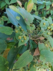 Paederia foetida