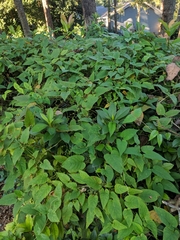 Paederia foetida