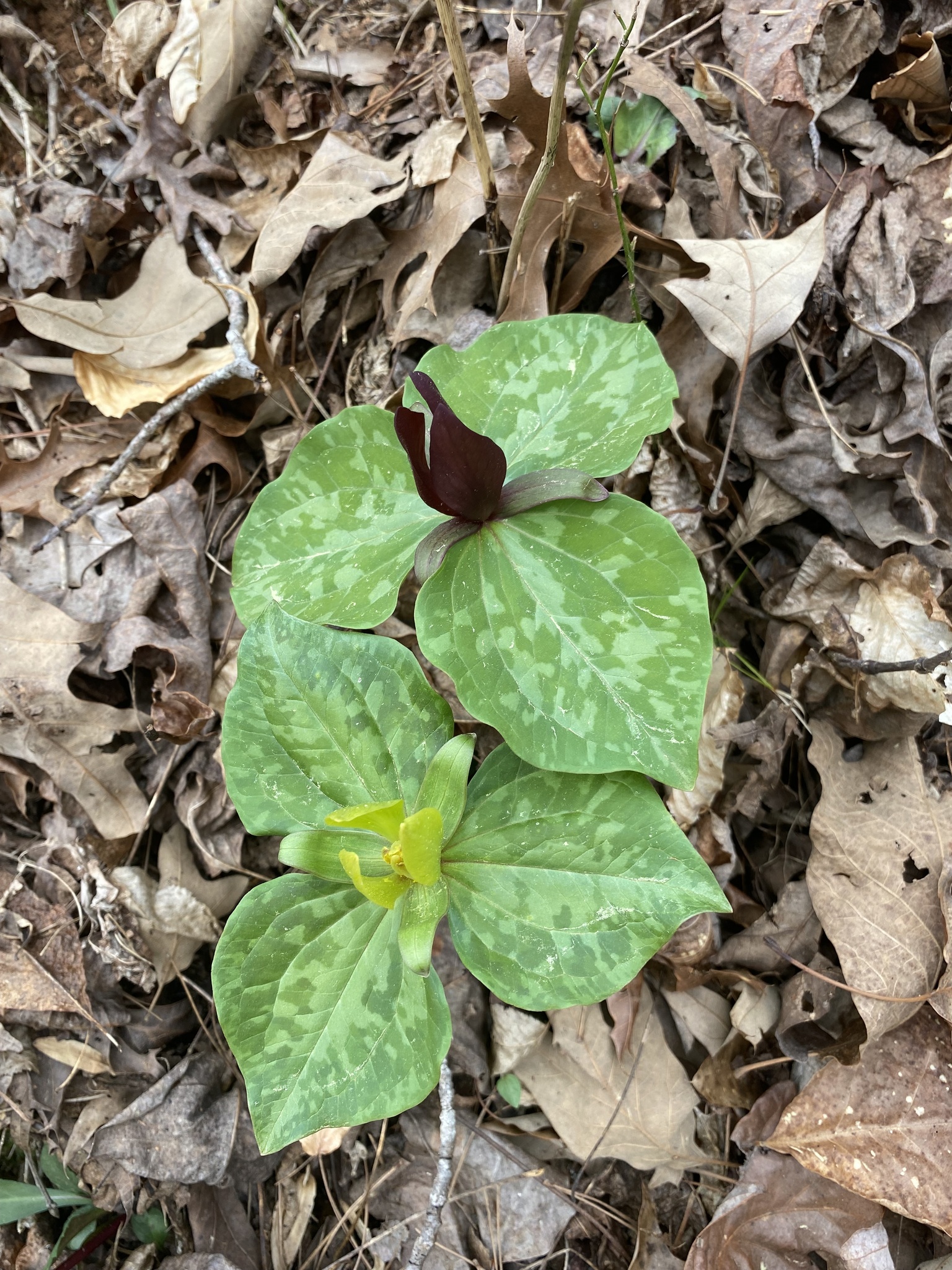 Trillium cuneatum