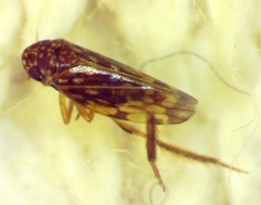 Xestocephalus superbus