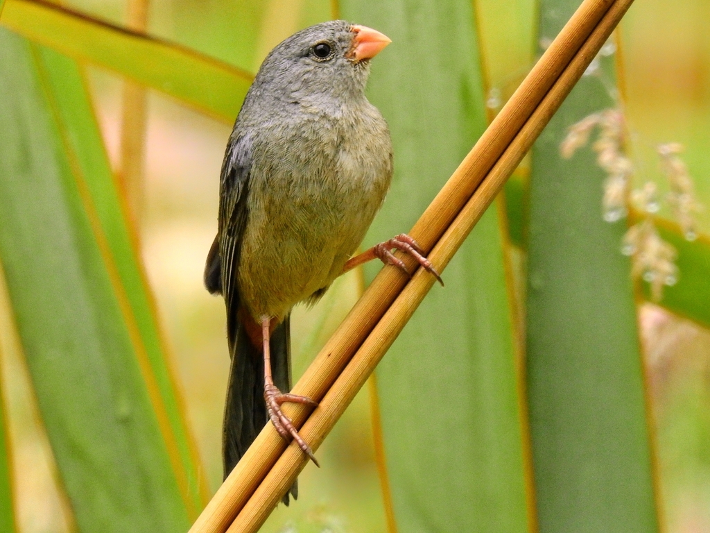Catamenia inornata inornata