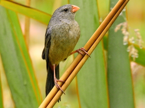 Plain-colored Seedeater (Catamenia inornata), photo 6