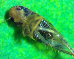 Xestocephalus superbus