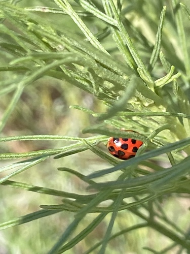 iNaturalist observation photo of Asian Lady Beetle