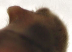 Chinamiris muehlenbeckiae