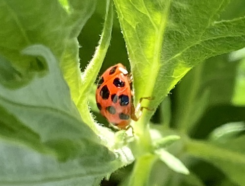 iNaturalist observation photo of Asian Lady Beetle